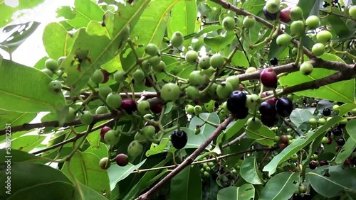 Green and ripe fruits Of Syzygium cumini on tree, commonly known as Malabar plum, Java plum, black plum, jamun or jambolan photo
