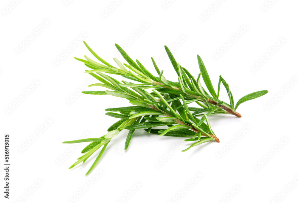Fototapeta premium Rosemary sprig isolated on white background. Aromatic evergreen shrub