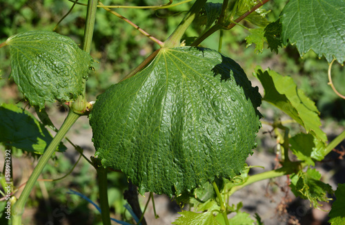 Wrinkled grape vine leaves with disease spots as a result chemical burn of uncontrolled herbicide usage.