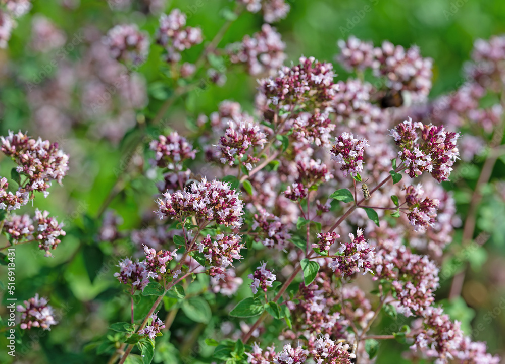 Blühender Oregano, Origanum vulgare, Nahaufnahme Blühender Oregano, Origanum vulgare, Nahaufnahme