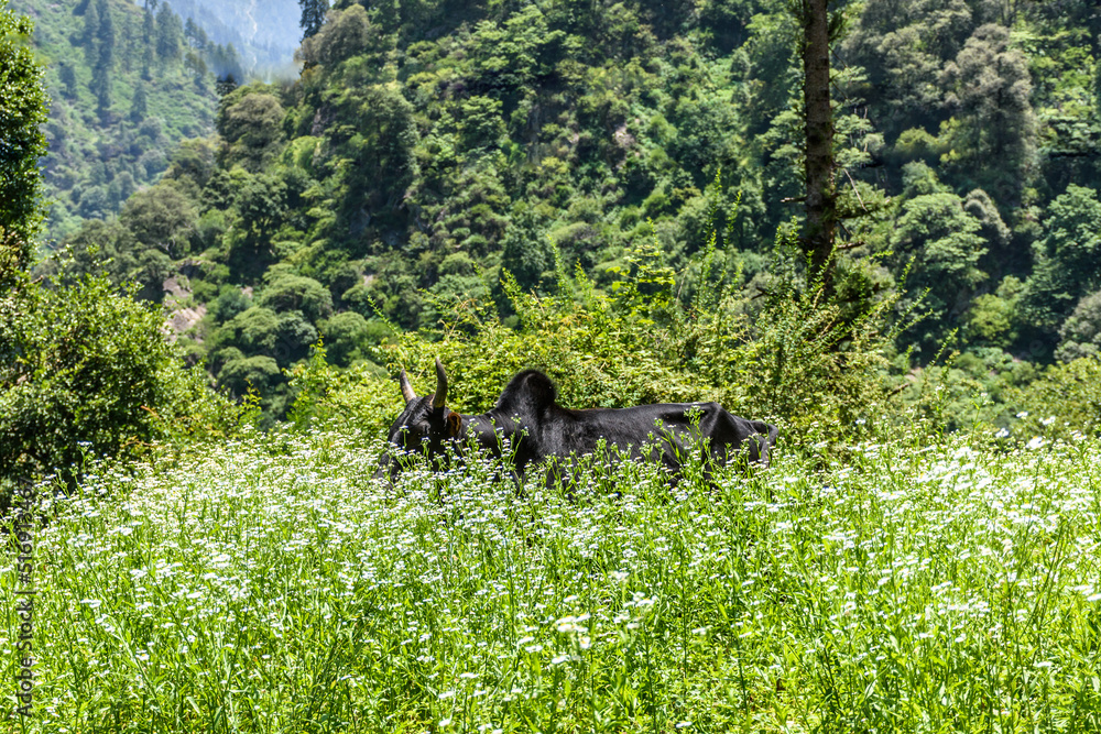 Cow grazing in the lush green Great Himalayan National park Cow grazing in the lush green Great Himalayan National park
