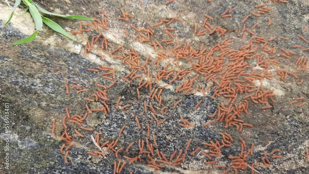 Millipedes walking in rainy season. A swarm of Red Millipedes. It is a spiral insect. It has many legs. These are known scientifically as the class Diplopoda. A rain insects.
Millipedes walking in rainy season. A swarm of Red Millipedes. It is a spiral insect. It has many legs. These are known scientifically as the class Diplopoda. A rain insects.