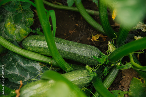 Green unripe squash in the garden. A large bush, large leaves and orange flowers. Zucchini. Farming and agriculture.