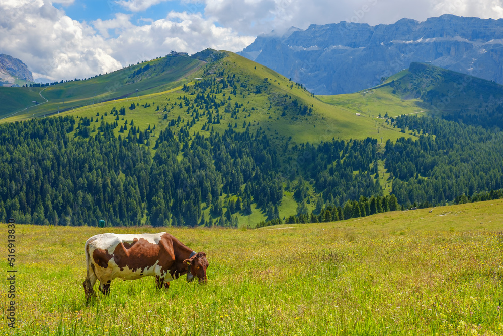 Grazing cow in a beautiful alp landscape in Val Gardena, Italy