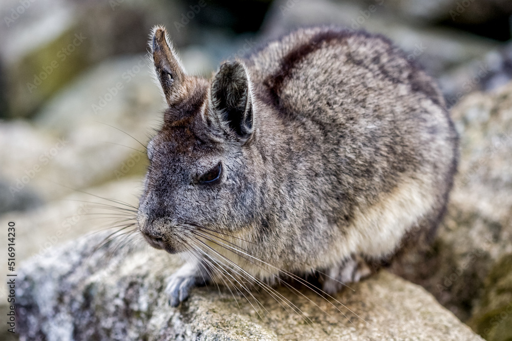 Wild Chinchilla in Machu Picchu area Peru .Fauna of Soth America. Wild Chinchilla in Machu Picchu area Peru .Fauna of Soth America.