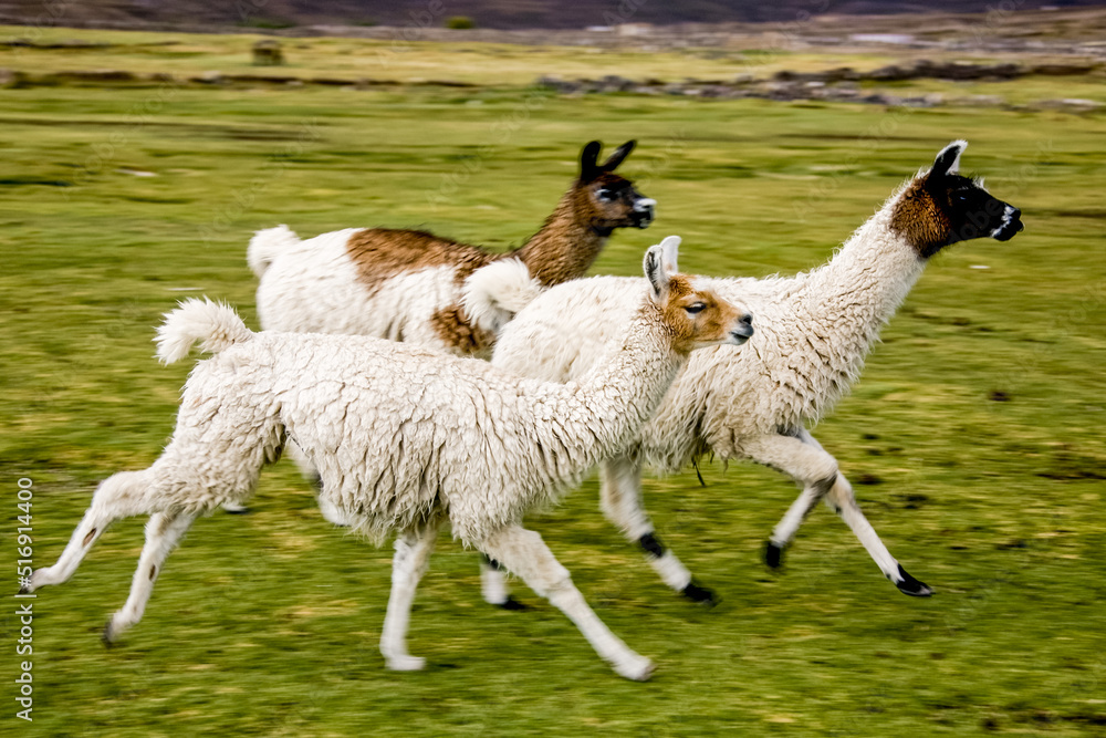 Wild amimals. Lamas alpacas in the field of Bolivia. Wildlife of Altiplano, South America Wild amimals. Lamas alpacas in the field of Bolivia. Wildlife of Altiplano, South America
