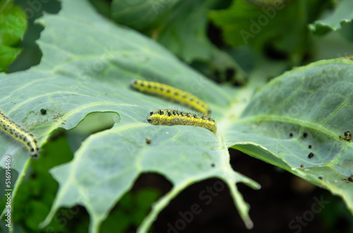 caterpillars on a cabbage leaf. in the garden eaten cabbage by caterpillars © Helena