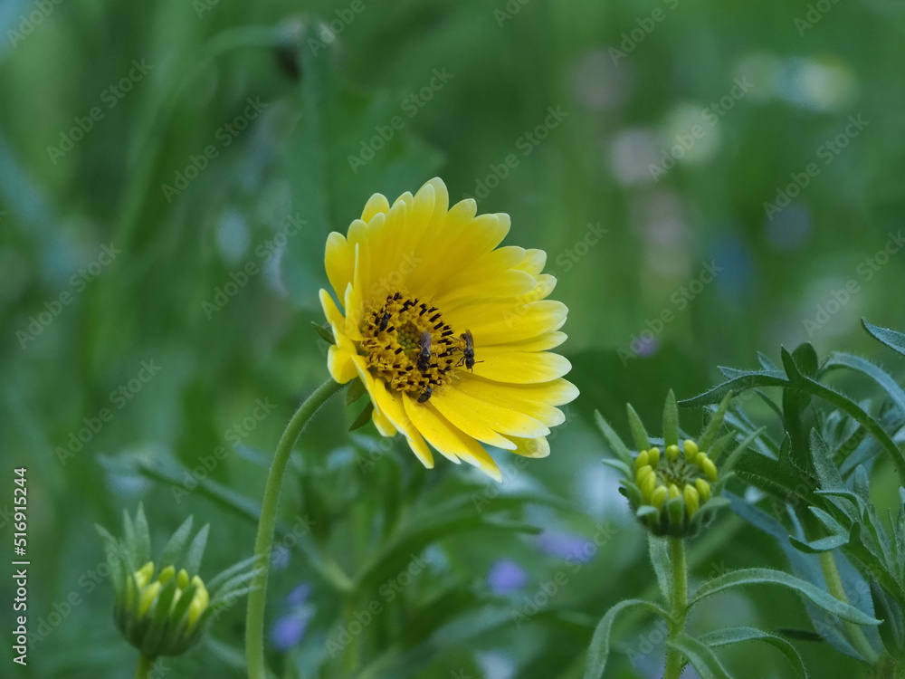 insects fetching nectar from flower insects fetching nectar from flower