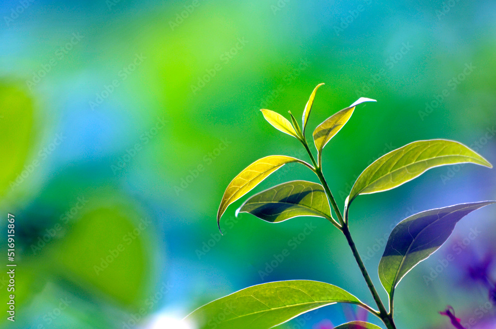 Obraz premium green leaves in sunlight