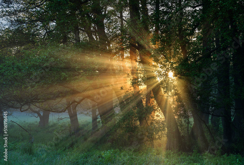 Sunbeams through forest at sunset photo