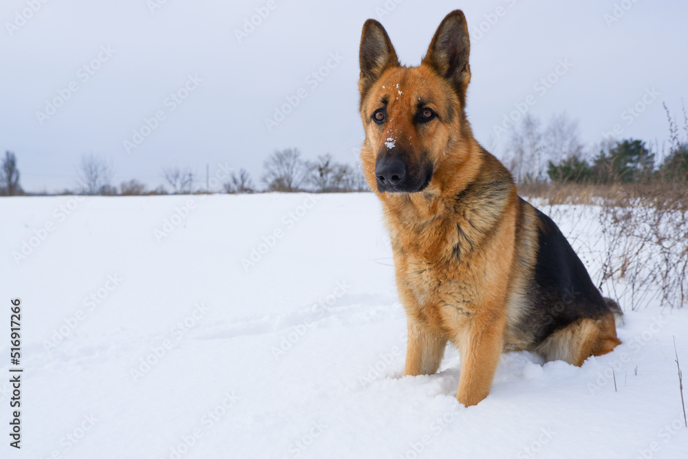 German young Shepherd dog performs the commands of the owner. German Shepherd sitting on the snow