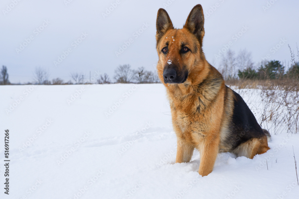 German young Shepherd dog performs the commands of the owner. German Shepherd sitting on the snow German young Shepherd dog performs the commands of the owner. German Shepherd sitting on the snow