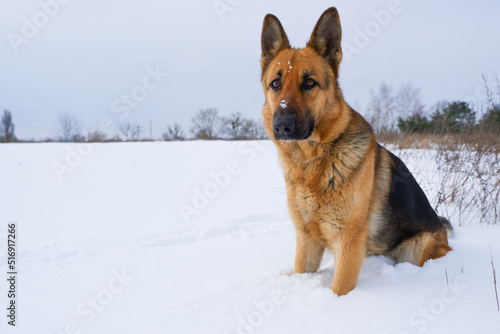 German young Shepherd dog performs the commands of the owner. German Shepherd sitting on the snow