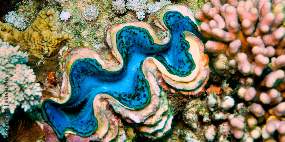 Fototapeta premium Giat Clamb, Tridacna maxima, Coral Reef, Red Sea, Egypt, Africa