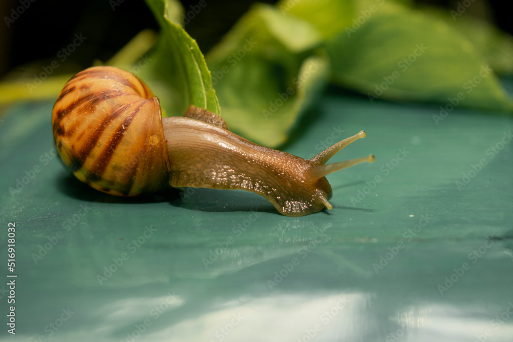 African land snail. slime snail in the nature. one of a plant pest