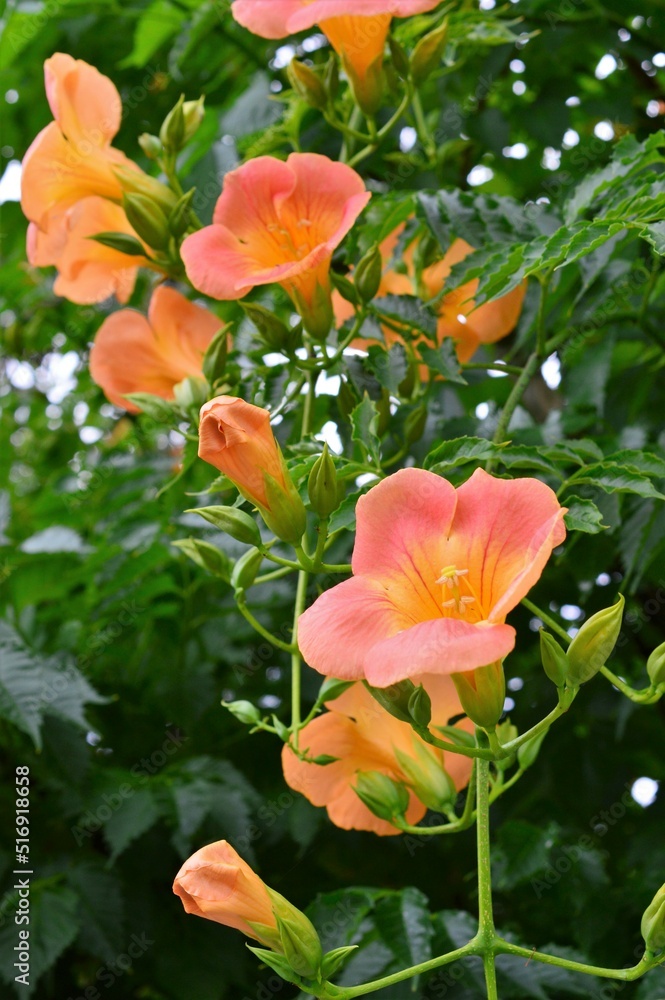 ノウゼンカズラ 凌霄花 ノウゼンカズラ 凌霄花