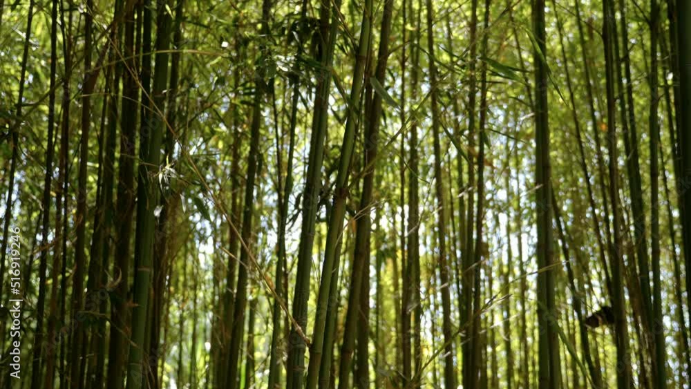 Beautiful dreamy bamboo branches with leaves backlit. Abstract texture nature background 4k footage. Beautiful dreamy bamboo branches with leaves backlit. Abstract texture nature background 4k footage.