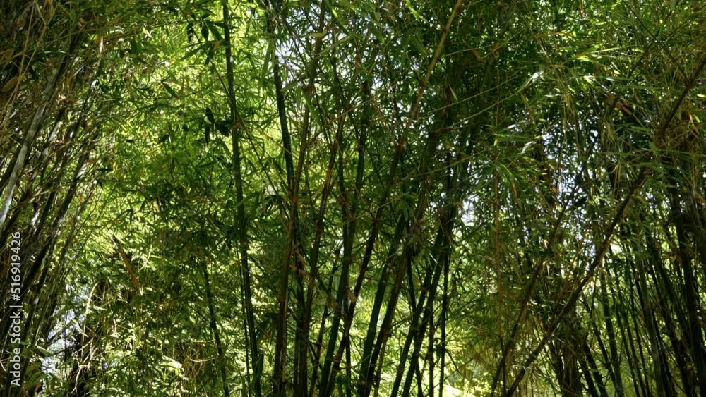 Beautiful dreamy bamboo branches with leaves backlit. Abstract texture nature background 4k footage. Beautiful dreamy bamboo branches with leaves backlit. Abstract texture nature background 4k footage.