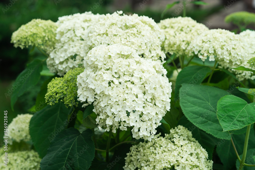 White flowers of hydrangea growing in the garden White flowers of hydrangea growing in the garden