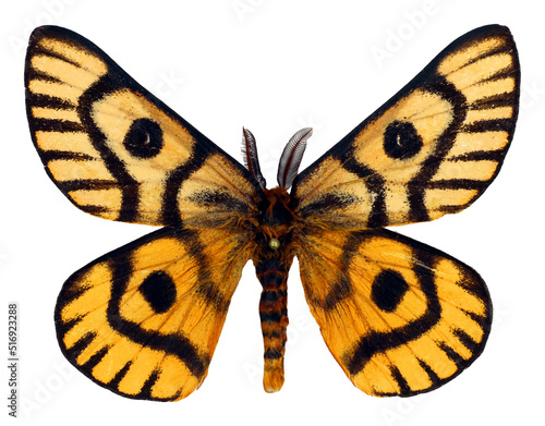 Butterfly isolated on white. Very nice black and yellow silk moth Hemileuca nuttalli, Saturnia, collection butterflies, saturniidae, enomology photo