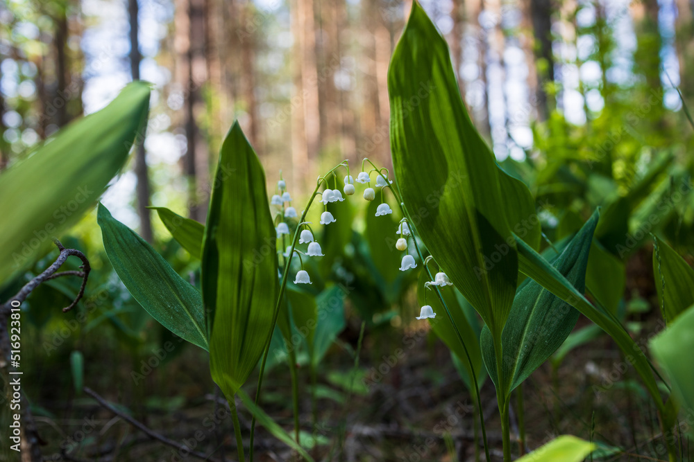 Obraz premium Blooming lilies of the valley in the forest
