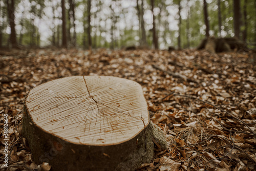 Close up of a tree trunk in the spring forest. Stimp in the woods with a foliage of fallen leaves photo