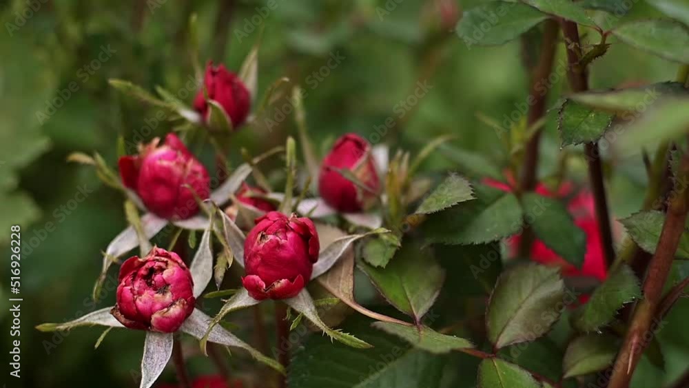 Garden red roses in flower garden on farm or near a house in city outside. Beautiful buds and large inflorescences of roses on background of green flower garden. Care and cultivation of plants Garden red roses in flower garden on farm or near a house in city outside. Beautiful buds and large inflorescences of roses on background of green flower garden. Care and cultivation of plants