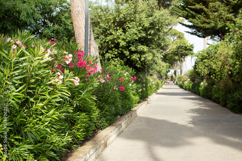 Oleander, Petunias, surfinia, Alley, path, lane, arrangement, walk in the park, clean, well-kept garden, cobblestones