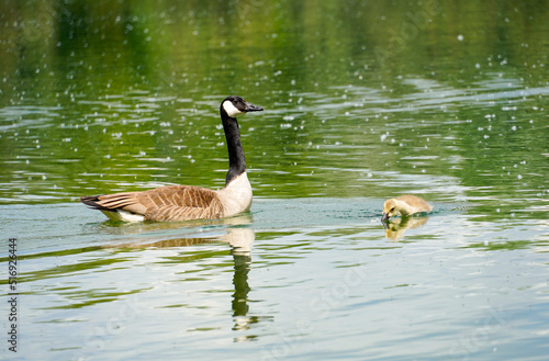 Canada goose swims on the water with a little chick. Branta canadensis.
