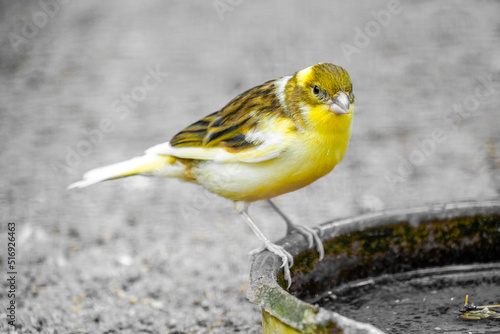 Little yellow canary. Serinus canaria forma domestica.
