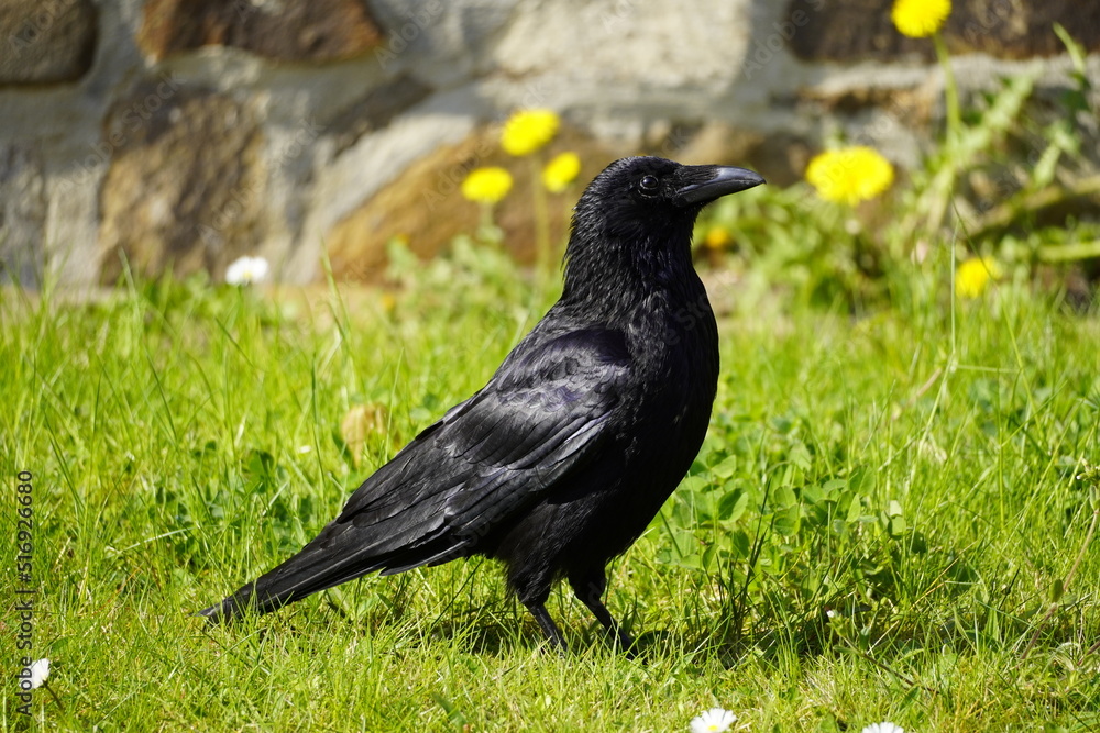Portrait of a black crow on a green meadow. Corvus Corvidae. Bird with black plumage.
Portrait of a black crow on a green meadow. Corvus Corvidae. Bird with black plumage.