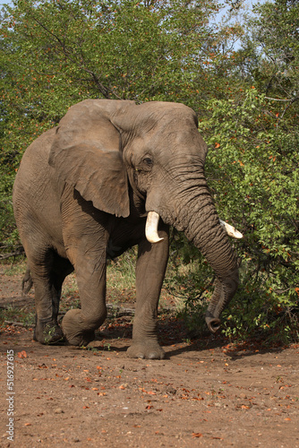 Afrikanischer Elefant   African elephant   Loxodonta africana