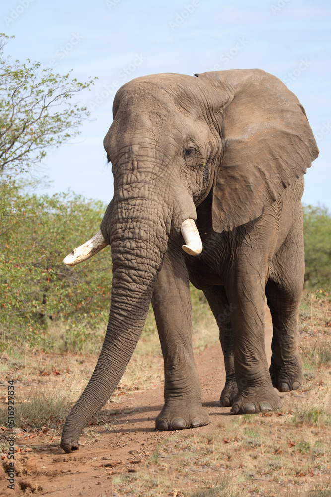 Fototapeta premium Afrikanischer Elefant / African elephant / Loxodonta africana