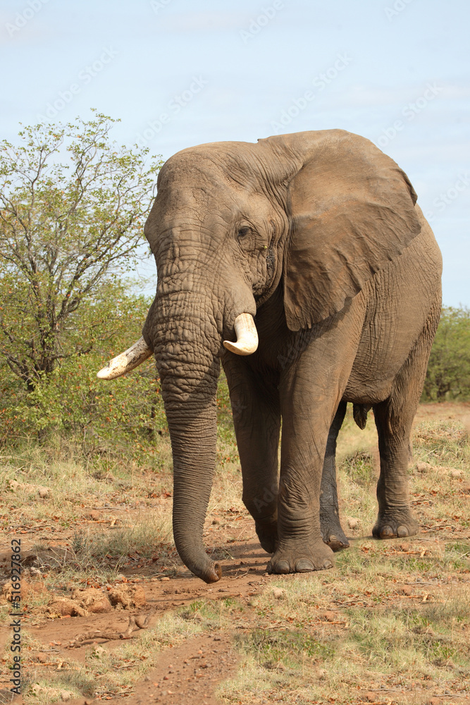 Fototapeta premium Afrikanischer Elefant / African elephant / Loxodonta africana