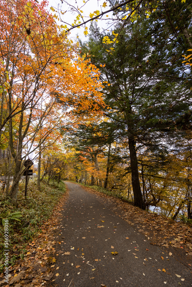 Natural walk route against colorful leaves in the autumn season.