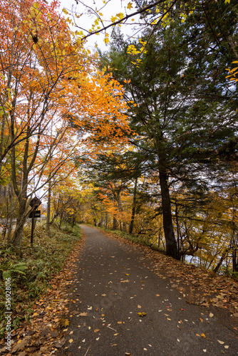 Natural walk route against colorful leaves in the autumn season.