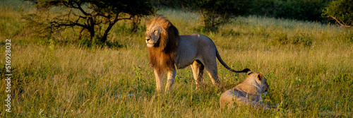 Lion male and female pairing during sunset in South Africa Thanda Game reserve Kwazulu Natal. savannah bush with Lion male and female pairing. 