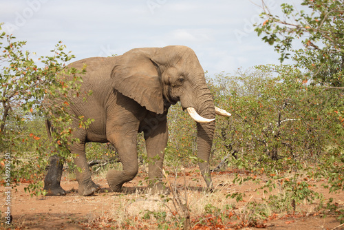 Afrikanischer Elefant   African elephant   Loxodonta africana