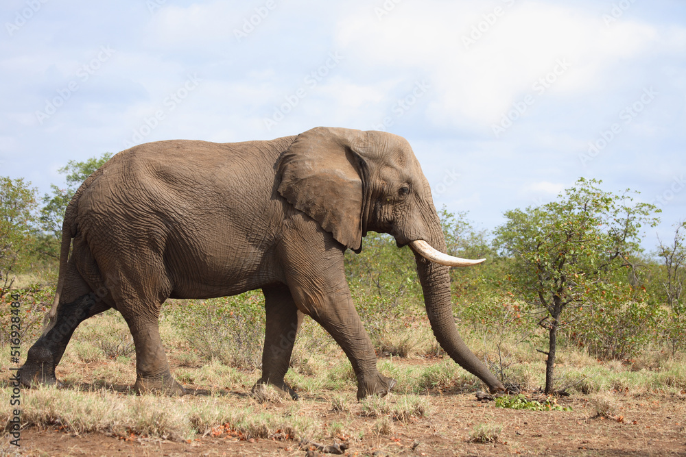 Obraz premium Afrikanischer Elefant / African elephant / Loxodonta africana