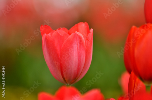 blossoming tulips in spring