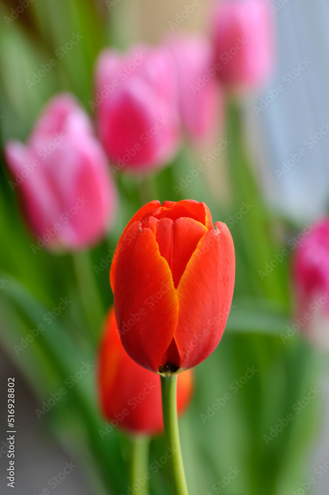 Naklejka premium blossoming tulips in spring