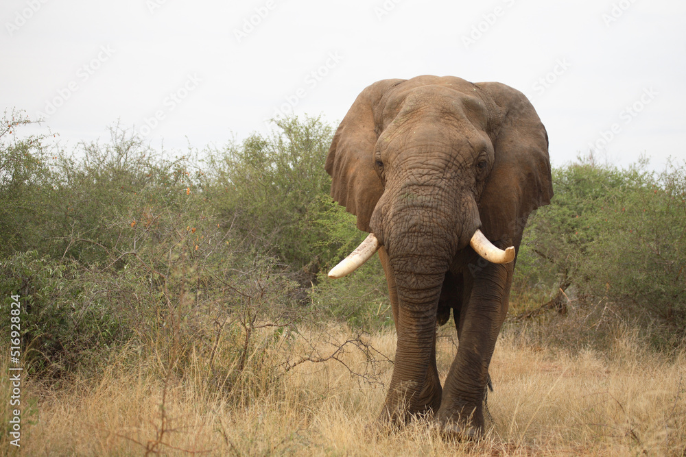 Afrikanischer Elefant / African elephant / Loxodonta africana