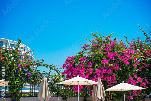 View of the blue sky through the oleander flowers by the pool. Holidays at the resort