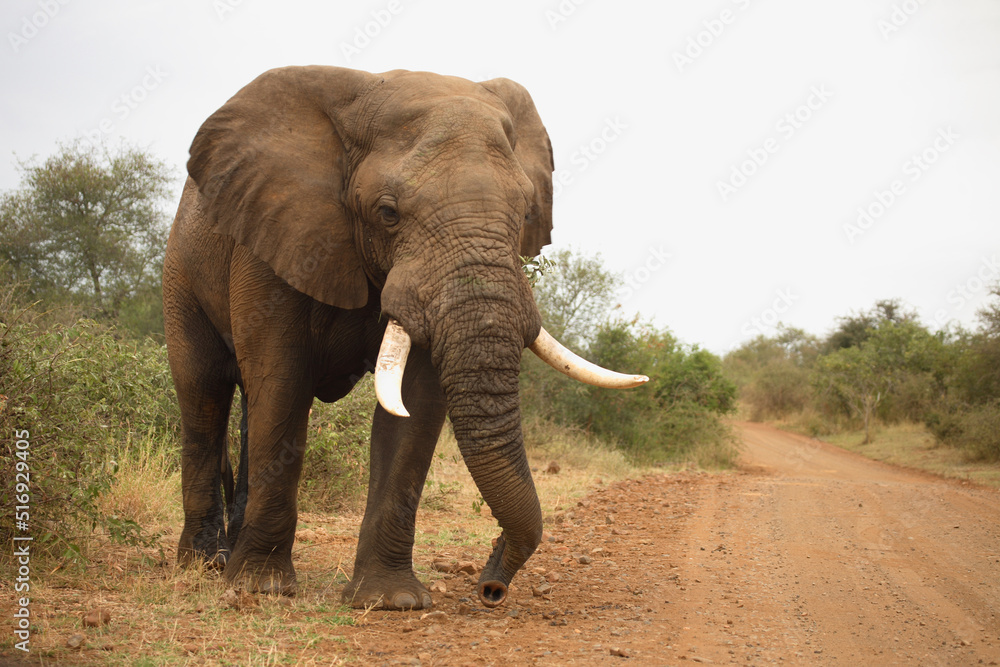 Afrikanischer Elefant / African elephant / Loxodonta africana