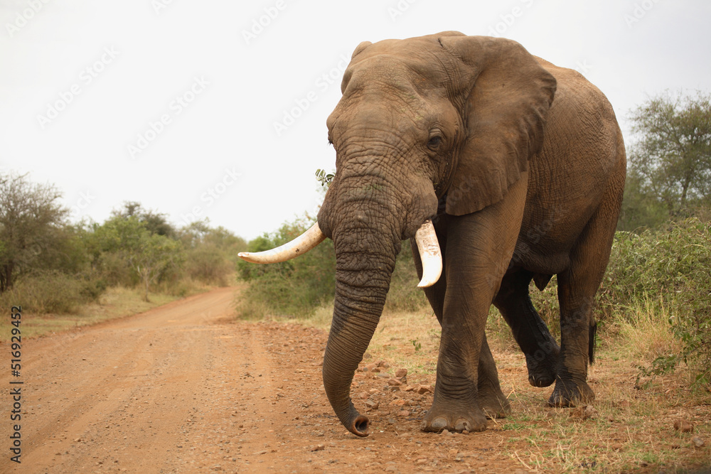 Obraz premium Afrikanischer Elefant / African elephant / Loxodonta africana