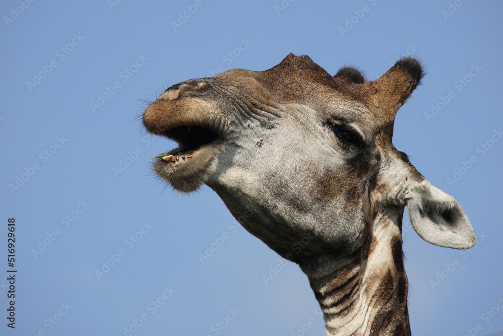 Obraz premium Giraffe / Giraffe / Giraffa Camelopardalis