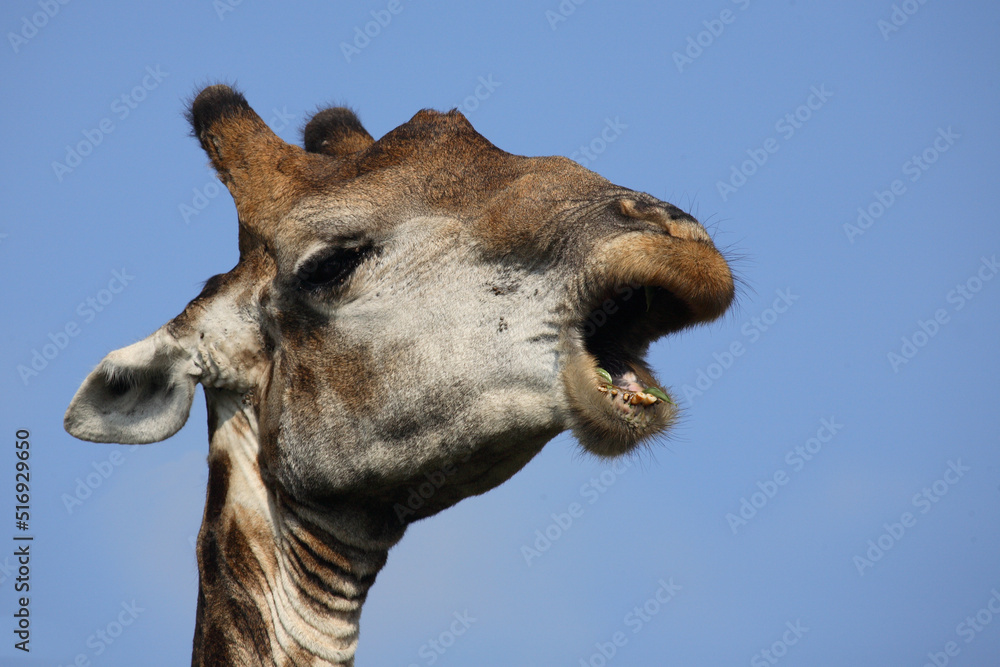 Obraz premium Giraffe / Giraffe / Giraffa Camelopardalis