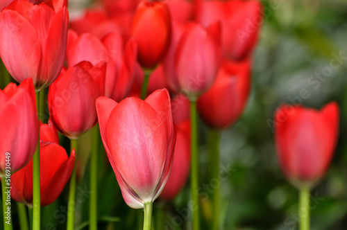 blossoming tulips in spring