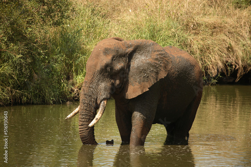 Afrikanischer Elefant im Nhlowa River  African elephant in Nhlowa River   Loxodonta africana