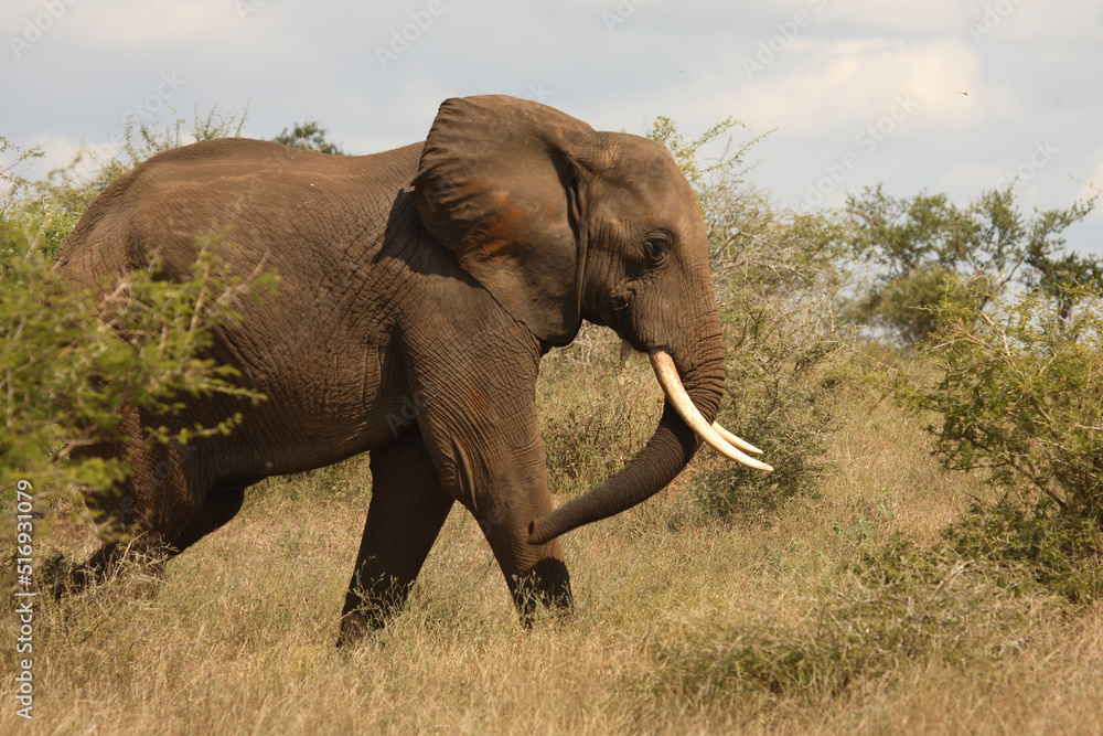 Fototapeta premium Afrikanischer Elefant / African elephant / Loxodonta africana